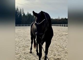 Deutsches Sportpferd, Wallach, 5 Jahre, 178 cm, Rappe