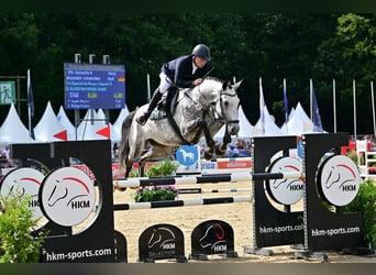 Deutsches Sportpferd, Wallach, 5 Jahre, 178 cm, Schimmel