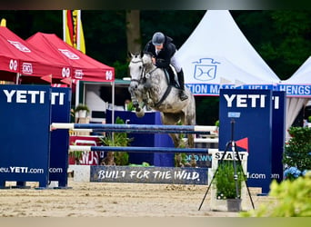 Deutsches Sportpferd, Wallach, 5 Jahre, 178 cm, Schimmel