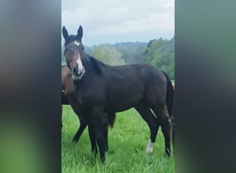 Deutsches Sportpferd, Wallach, 5 Jahre, 179 cm, Dunkelbrauner