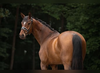 Deutsches Sportpferd, Wallach, 5 Jahre, 180 cm, Brauner