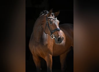 Deutsches Sportpferd, Wallach, 5 Jahre, 180 cm, Dunkelbrauner