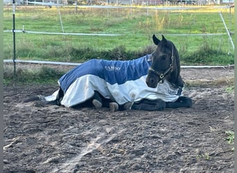 Deutsches Sportpferd, Wallach, 5 Jahre, 180 cm, Rappe