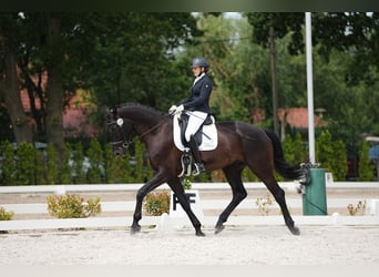 Deutsches Sportpferd, Wallach, 5 Jahre, 180 cm, Rappe