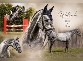 Deutsches Sportpferd, Wallach, 5 Jahre, 180 cm, Schimmel