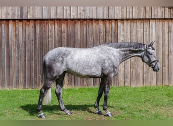 Deutsches Sportpferd, Wallach, 5 Jahre, 180 cm, Schimmel