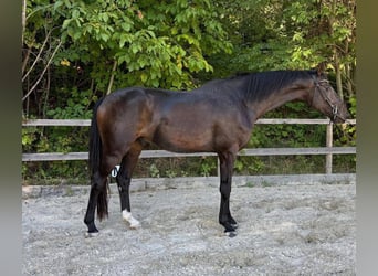 Deutsches Sportpferd, Wallach, 5 Jahre, 181 cm, Brauner
