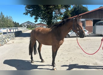 Deutsches Sportpferd, Wallach, 5 Jahre, 181 cm, Brauner