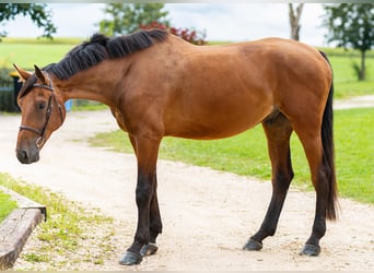 Deutsches Sportpferd, Wallach, 5 Jahre, 181 cm, Brauner