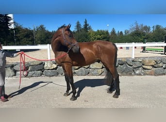 Deutsches Sportpferd, Wallach, 5 Jahre, 181 cm, Brauner