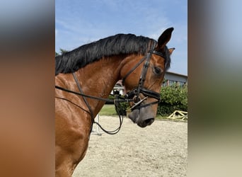 Deutsches Sportpferd, Wallach, 5 Jahre, Brauner