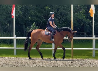 Deutsches Sportpferd, Wallach, 5 Jahre, Brauner