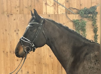 Deutsches Sportpferd, Wallach, 5 Jahre, Dunkelbrauner