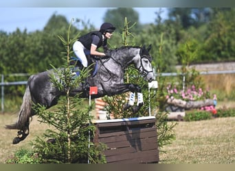 Deutsches Sportpferd, Wallach, 5 Jahre