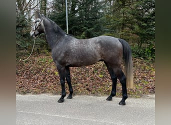 Deutsches Sportpferd, Wallach, 5 Jahre