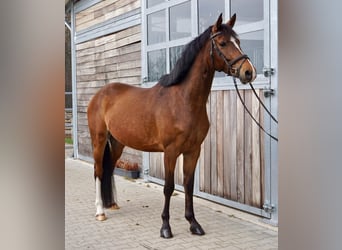 Deutsches Sportpferd, Wallach, 6 Jahre, 153 cm, Brauner