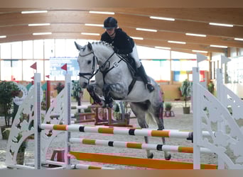 Deutsches Sportpferd, Wallach, 6 Jahre, 160 cm, Schimmel
