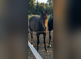 Deutsches Sportpferd, Wallach, 6 Jahre, 160 cm, Schwarzbrauner