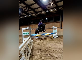 Deutsches Sportpferd, Wallach, 6 Jahre, 161 cm, Brauner