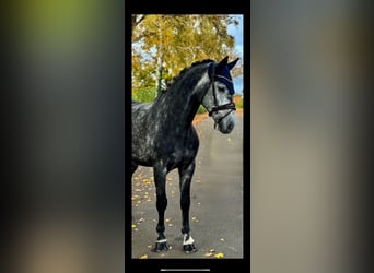 Deutsches Sportpferd, Wallach, 6 Jahre, 162 cm, Schimmel