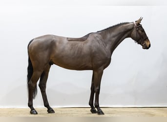 Deutsches Sportpferd, Wallach, 6 Jahre, 162 cm