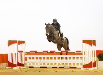 Deutsches Sportpferd, Wallach, 6 Jahre, 162 cm