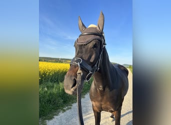 Deutsches Sportpferd, Wallach, 6 Jahre, 163 cm, Dunkelbrauner