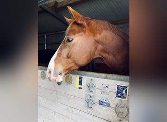 Deutsches Sportpferd, Wallach, 6 Jahre, 163 cm, Fuchs