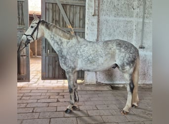 Deutsches Sportpferd, Wallach, 6 Jahre, 163 cm, Schimmel