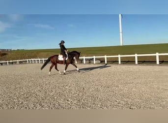 Deutsches Sportpferd, Wallach, 6 Jahre, 164 cm, Brauner