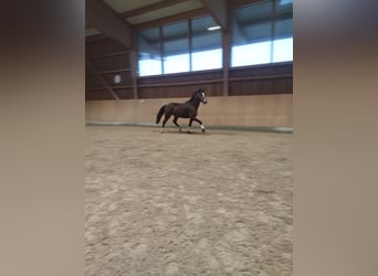 Deutsches Sportpferd, Wallach, 6 Jahre, 164 cm, Brauner