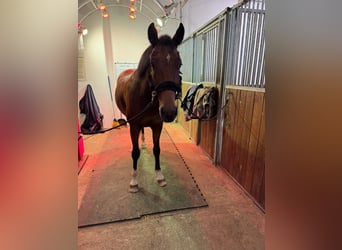 Deutsches Sportpferd, Wallach, 6 Jahre, 164 cm, Brauner