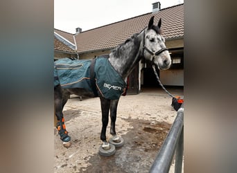 Deutsches Sportpferd, Wallach, 6 Jahre, 165 cm, Apfelschimmel