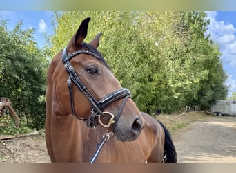 Deutsches Sportpferd, Wallach, 6 Jahre, 165 cm, Brauner
