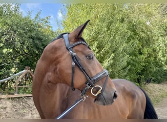 Deutsches Sportpferd, Wallach, 6 Jahre, 165 cm, Brauner