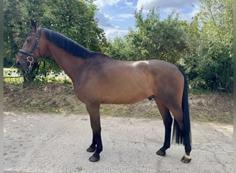Deutsches Sportpferd, Wallach, 6 Jahre, 165 cm, Brauner