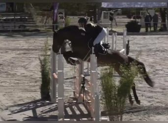 Deutsches Sportpferd, Wallach, 6 Jahre, 165 cm, Brauner