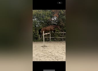Deutsches Sportpferd, Wallach, 6 Jahre, 165 cm, Brauner
