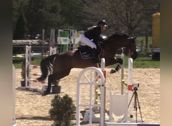Deutsches Sportpferd, Wallach, 6 Jahre, 165 cm, Brauner