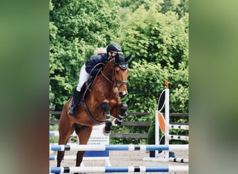 Deutsches Sportpferd, Wallach, 6 Jahre, 165 cm, Brauner