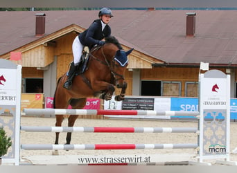 Deutsches Sportpferd, Wallach, 6 Jahre, 165 cm, Brauner