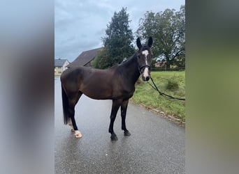 Deutsches Sportpferd, Wallach, 6 Jahre, 165 cm, Dunkelbrauner