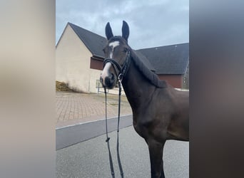 Deutsches Sportpferd, Wallach, 6 Jahre, 165 cm, Dunkelbrauner
