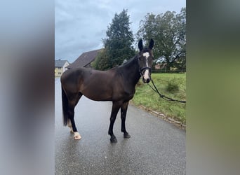 Deutsches Sportpferd, Wallach, 6 Jahre, 165 cm, Dunkelbrauner
