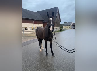 Deutsches Sportpferd, Wallach, 6 Jahre, 165 cm, Dunkelbrauner