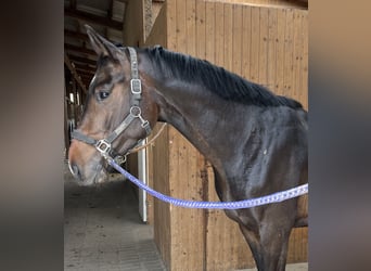Deutsches Sportpferd, Wallach, 6 Jahre, 165 cm, Dunkelbrauner