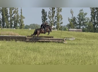 Deutsches Sportpferd, Wallach, 6 Jahre, 165 cm, Dunkelbrauner