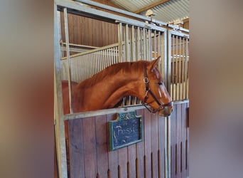 Deutsches Sportpferd, Wallach, 6 Jahre, 165 cm, Dunkelfuchs