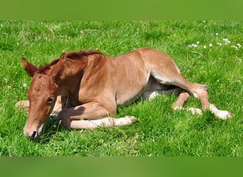 Deutsches Sportpferd, Wallach, 6 Jahre, 165 cm, Dunkelfuchs