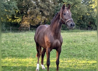 Deutsches Sportpferd, Wallach, 6 Jahre, 165 cm, Dunkelfuchs